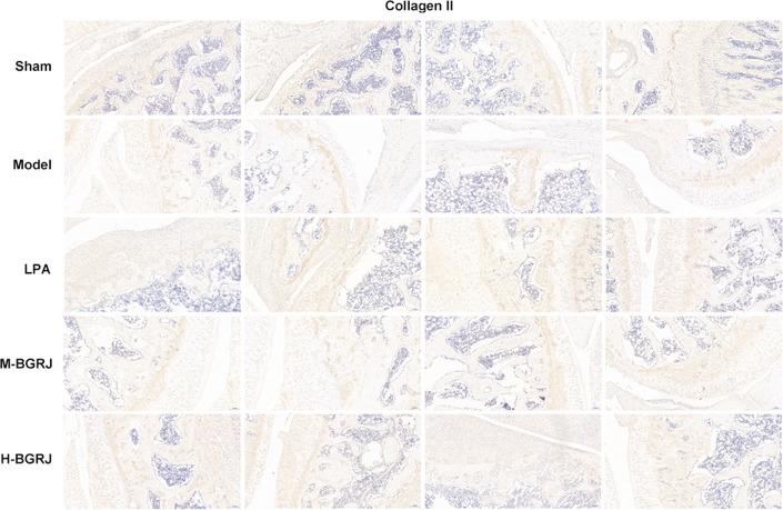 https://cdn.ncbi.nlm.nih.gov/pmc/blobs/fcab/8513287/24b74e0d9a60/12938_2021_939_Fig6_HTML.jpg