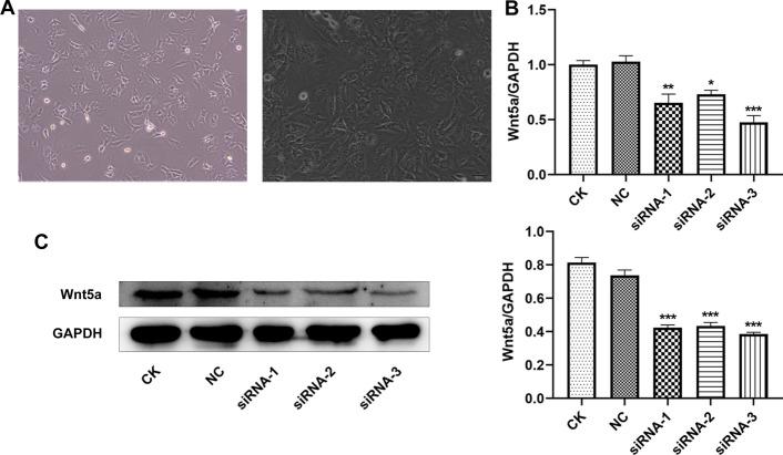 https://cdn.ncbi.nlm.nih.gov/pmc/blobs/fcab/8513287/2b0d00cfbd44/12938_2021_939_Fig9_HTML.jpg