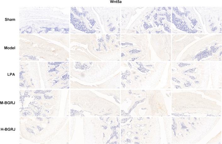 https://cdn.ncbi.nlm.nih.gov/pmc/blobs/fcab/8513287/342eaf68ae2e/12938_2021_939_Fig3_HTML.jpg