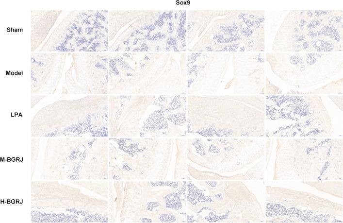https://cdn.ncbi.nlm.nih.gov/pmc/blobs/fcab/8513287/5783305980bb/12938_2021_939_Fig5_HTML.jpg
