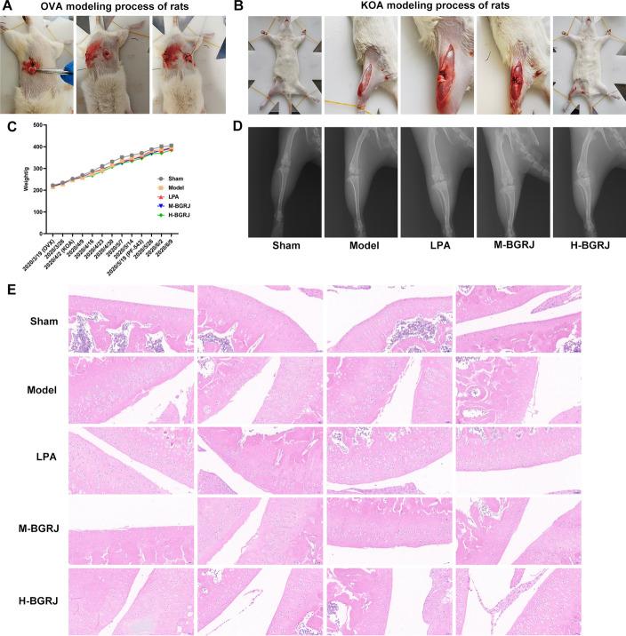 https://cdn.ncbi.nlm.nih.gov/pmc/blobs/fcab/8513287/c07e25f58d1a/12938_2021_939_Fig1_HTML.jpg