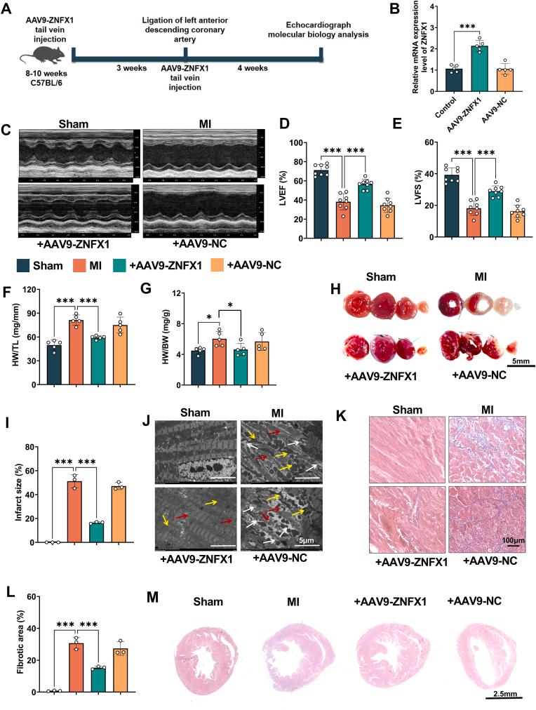 https://cdn.ncbi.nlm.nih.gov/pmc/blobs/fcaf/12182381/adeca5263ed4/gr2.jpg