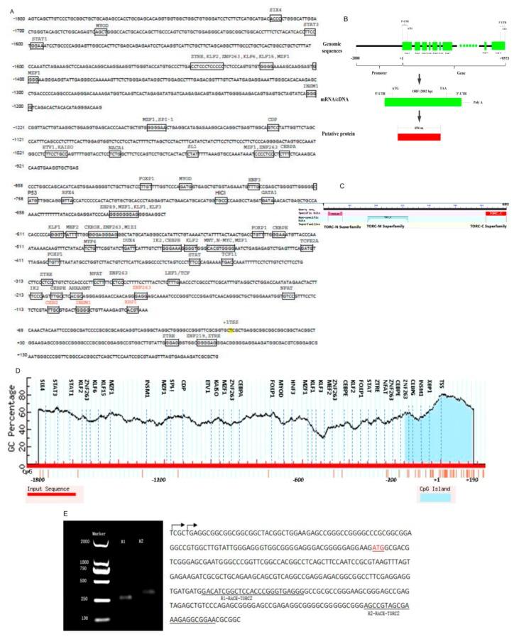 https://cdn.ncbi.nlm.nih.gov/pmc/blobs/fcb0/6769628/16e2e73392e8/ijms-20-04338-g004.jpg
