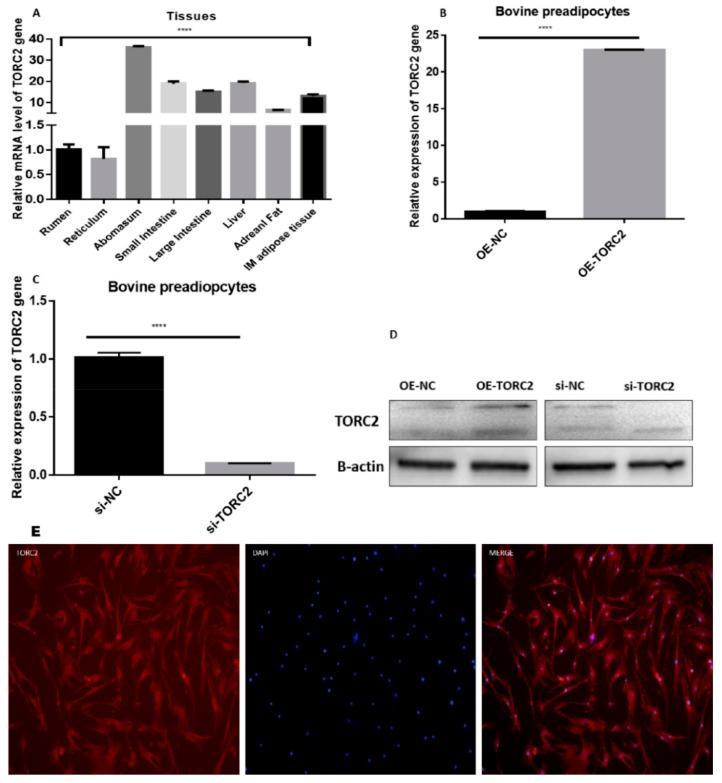 https://cdn.ncbi.nlm.nih.gov/pmc/blobs/fcb0/6769628/95f6ef3fddab/ijms-20-04338-g001.jpg