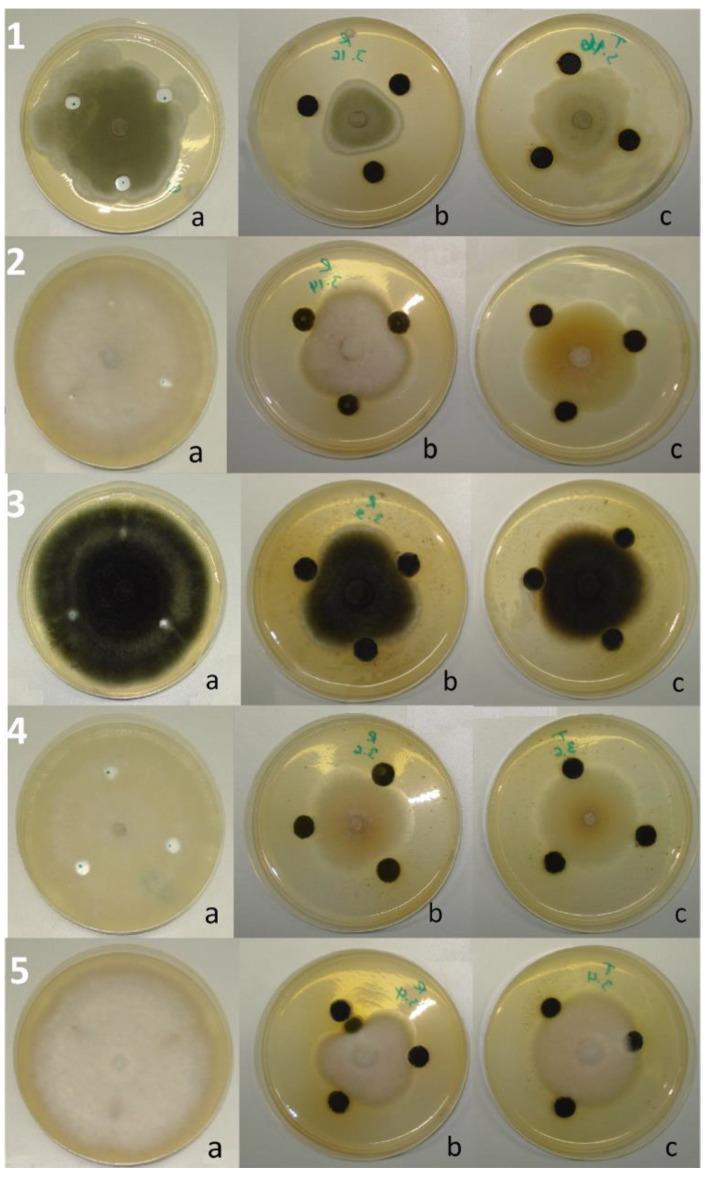 https://cdn.ncbi.nlm.nih.gov/pmc/blobs/fcb6/11276860/03f1327c5ad7/ijms-25-07989-g003.jpg