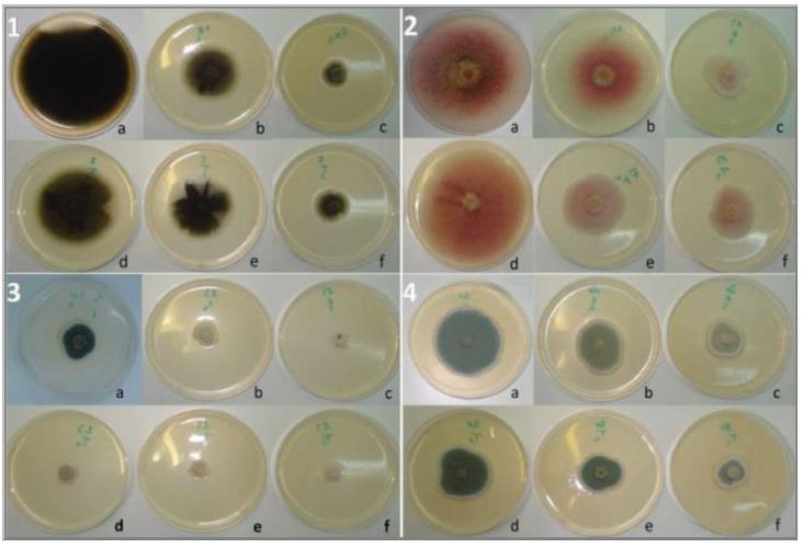 https://cdn.ncbi.nlm.nih.gov/pmc/blobs/fcb6/11276860/bb694ff9f7f7/ijms-25-07989-g006.jpg