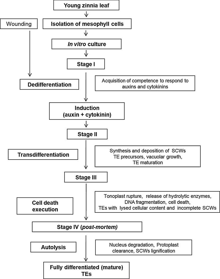 https://cdn.ncbi.nlm.nih.gov/pmc/blobs/fcb6/5357506/129d98f4fff8/425_2017_2656_Fig1_HTML.jpg