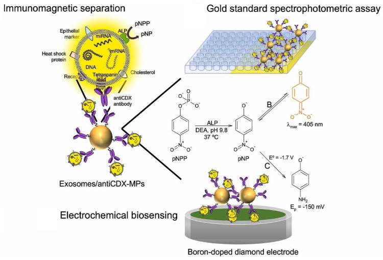 https://cdn.ncbi.nlm.nih.gov/pmc/blobs/fcb7/10136762/9ad5b513916b/biosensors-13-00481-g006.jpg