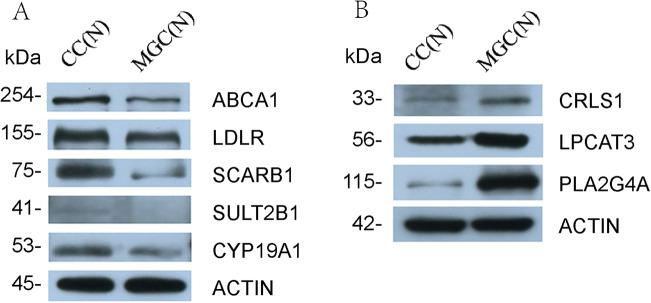https://cdn.ncbi.nlm.nih.gov/pmc/blobs/fcb8/8907092/9c6e3dca43a9/43032_2021_691_Fig8_HTML.jpg