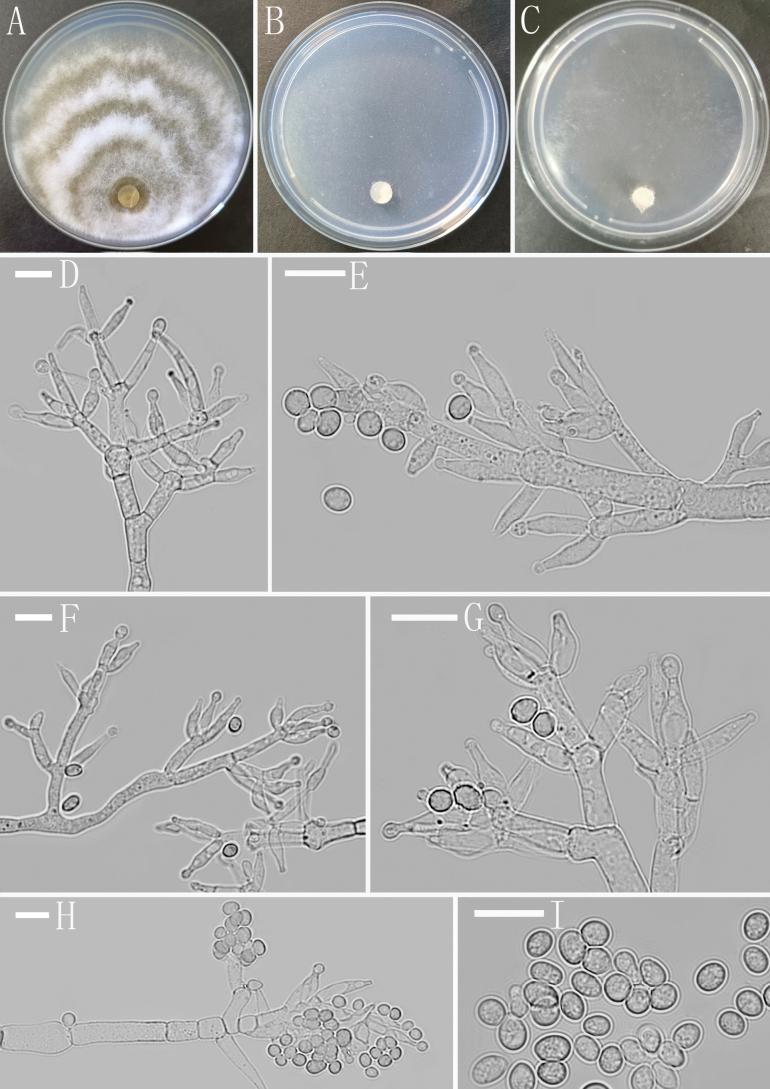 https://cdn.ncbi.nlm.nih.gov/pmc/blobs/fcb9/10504636/7cf81b42f780/mycokeys-99-187-g002.jpg