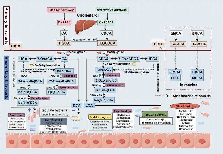https://cdn.ncbi.nlm.nih.gov/pmc/blobs/fcbc/11670419/3dc25d661c69/gr1.jpg