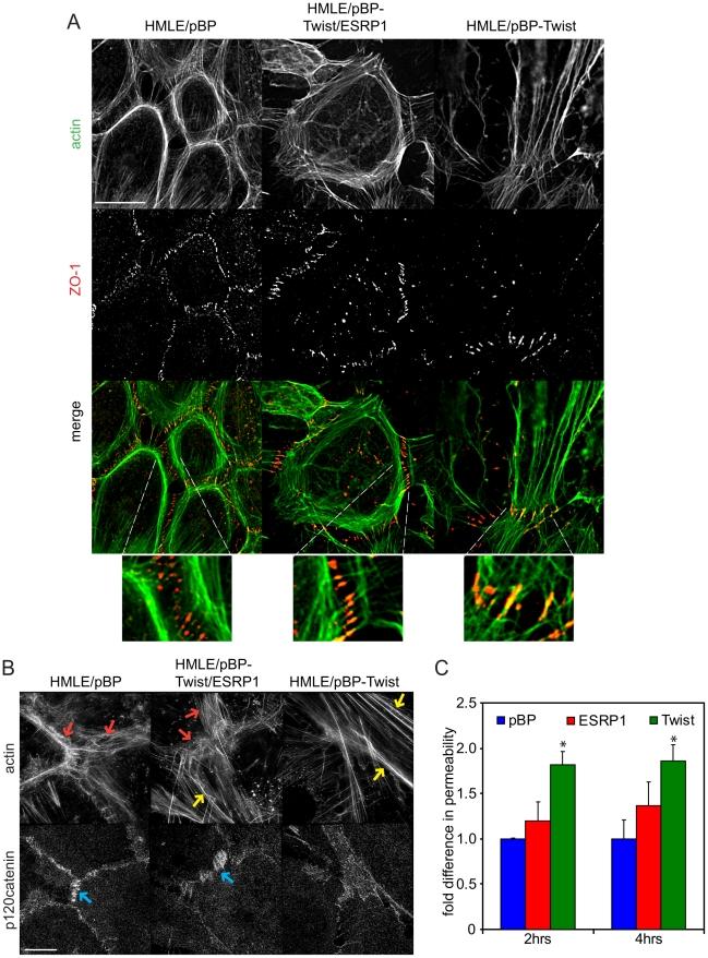https://cdn.ncbi.nlm.nih.gov/pmc/blobs/fcbd/3158048/0fb46598d6a9/pgen.1002218.g007.jpg