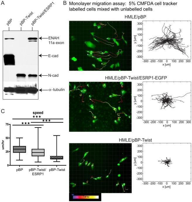https://cdn.ncbi.nlm.nih.gov/pmc/blobs/fcbd/3158048/7722c2e18360/pgen.1002218.g006.jpg