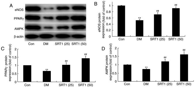https://cdn.ncbi.nlm.nih.gov/pmc/blobs/fcbd/6323206/4392a6f20116/MMR-19-02-1040-g04.jpg