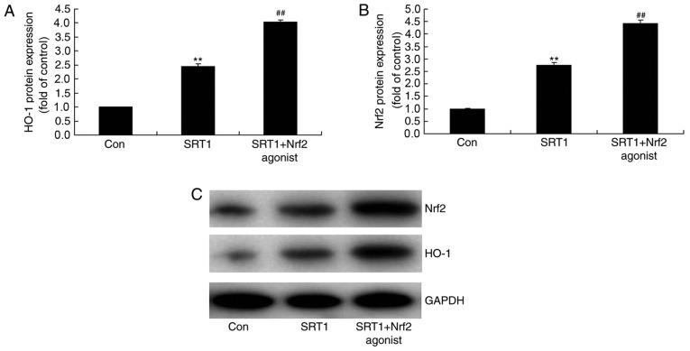 https://cdn.ncbi.nlm.nih.gov/pmc/blobs/fcbd/6323206/876d0c4b67e2/MMR-19-02-1040-g08.jpg