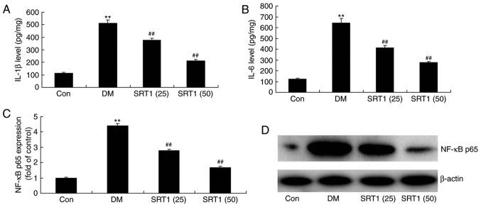 https://cdn.ncbi.nlm.nih.gov/pmc/blobs/fcbd/6323206/9546283717f4/MMR-19-02-1040-g03.jpg