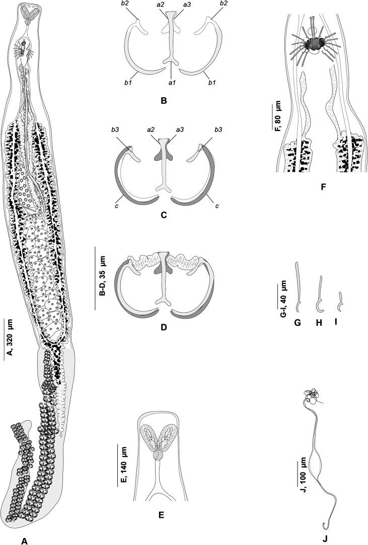 https://cdn.ncbi.nlm.nih.gov/pmc/blobs/fcc3/12291546/7deecf98f310/parasite-32-44-fig2.jpg