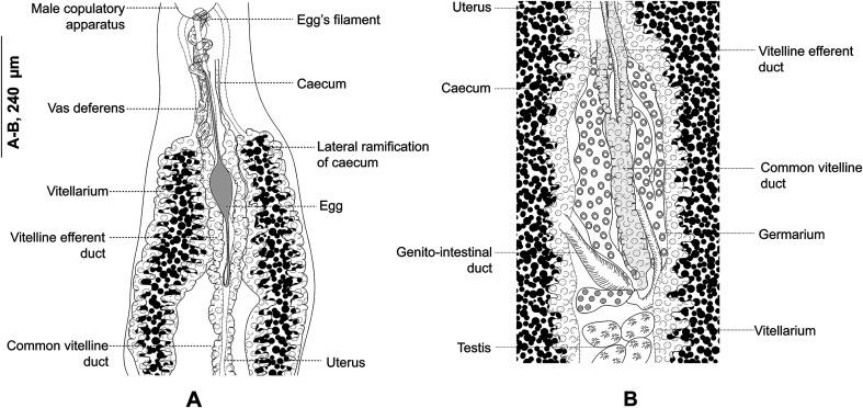 https://cdn.ncbi.nlm.nih.gov/pmc/blobs/fcc3/12291546/ae0a20ec5e9b/parasite-32-44-fig3.jpg