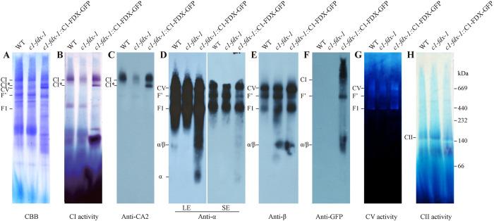 https://cdn.ncbi.nlm.nih.gov/pmc/blobs/fcc4/11446459/18a5ff6cb173/pgen.1011419.g004.jpg
