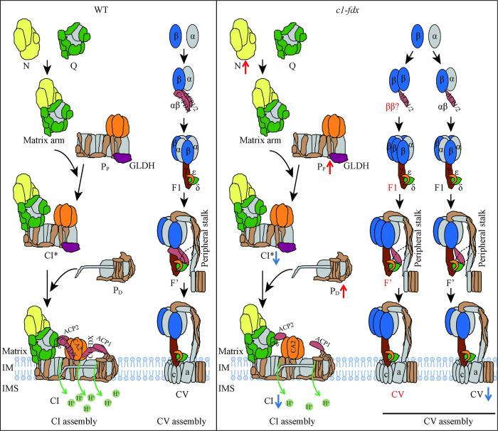 https://cdn.ncbi.nlm.nih.gov/pmc/blobs/fcc4/11446459/1bd921c73a74/pgen.1011419.g006.jpg