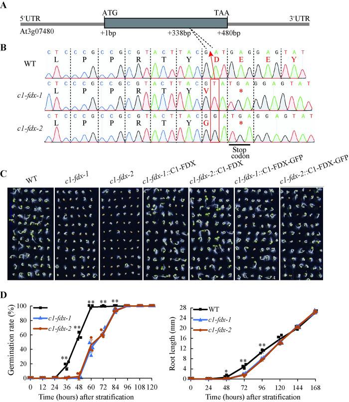 https://cdn.ncbi.nlm.nih.gov/pmc/blobs/fcc4/11446459/327f10cb481f/pgen.1011419.g001.jpg