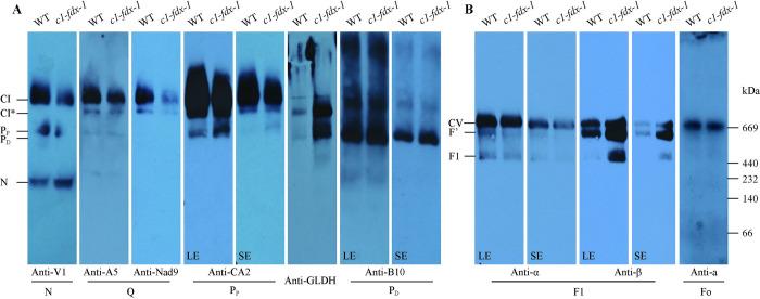 https://cdn.ncbi.nlm.nih.gov/pmc/blobs/fcc4/11446459/52d3a89feeb0/pgen.1011419.g003.jpg