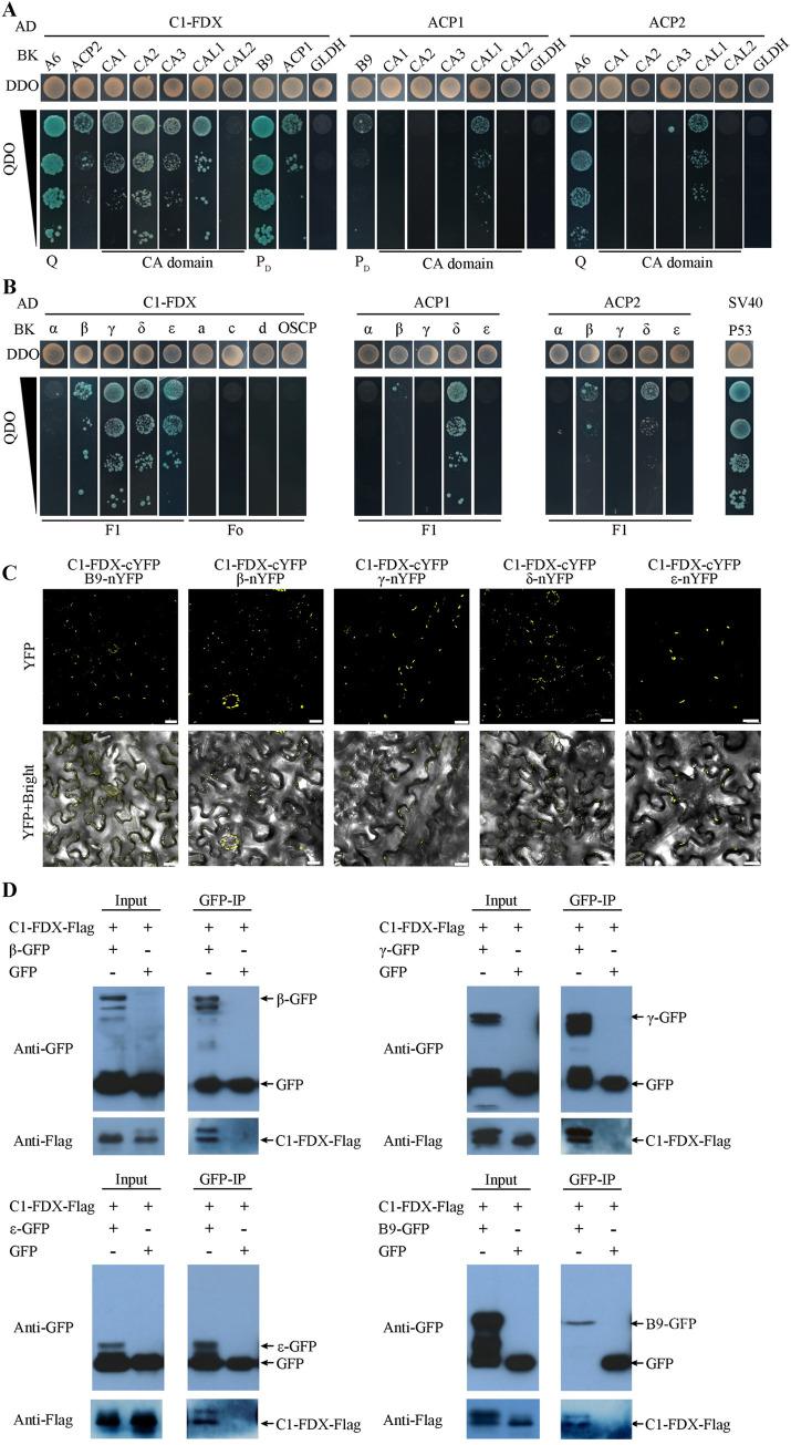 https://cdn.ncbi.nlm.nih.gov/pmc/blobs/fcc4/11446459/93c5dc366e24/pgen.1011419.g005.jpg