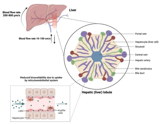 https://cdn.ncbi.nlm.nih.gov/pmc/blobs/fcc4/11648525/be004f649d72/evcna-4-2-170.fig.3.jpg