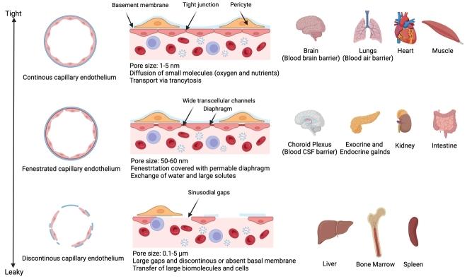 https://cdn.ncbi.nlm.nih.gov/pmc/blobs/fcc4/11648525/f6c4b7140c5f/evcna-4-2-170.fig.2.jpg