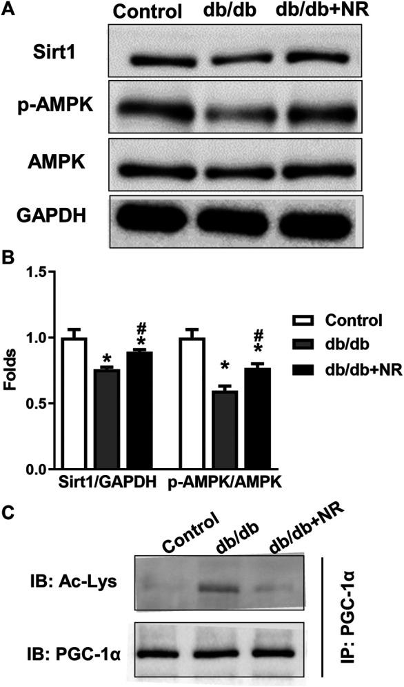 https://cdn.ncbi.nlm.nih.gov/pmc/blobs/fcc4/8149616/8562b685fa23/fphar-12-671563-g004.jpg