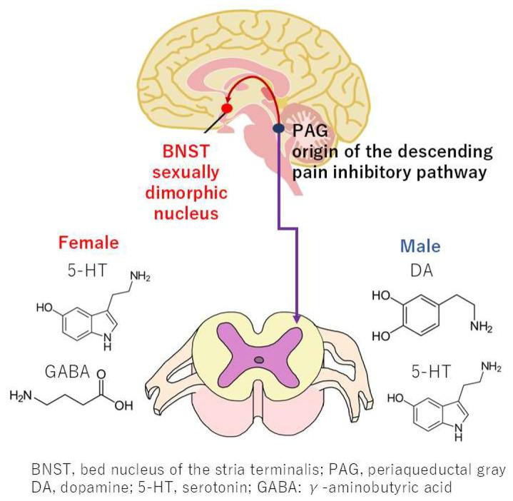 https://cdn.ncbi.nlm.nih.gov/pmc/blobs/fcc9/12030133/a415587877f0/neurolint-17-00061-g004.jpg