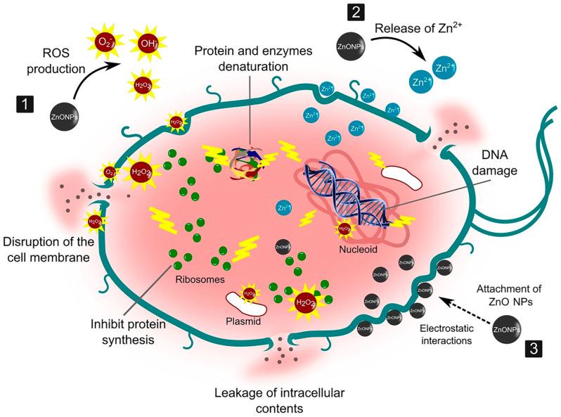 https://cdn.ncbi.nlm.nih.gov/pmc/blobs/fcc9/12113910/2758e2ac3ff0/nanomaterials-15-00754-g001.jpg