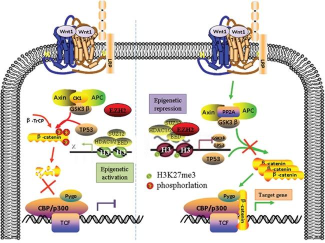 https://cdn.ncbi.nlm.nih.gov/pmc/blobs/fccc/5094987/417baf123d12/oncotarget-07-36115-g007.jpg