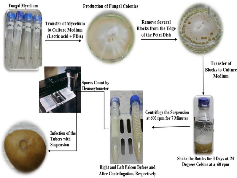 https://cdn.ncbi.nlm.nih.gov/pmc/blobs/fcce/10805740/8949c77ef68b/41598_2023_50948_Fig2_HTML.jpg