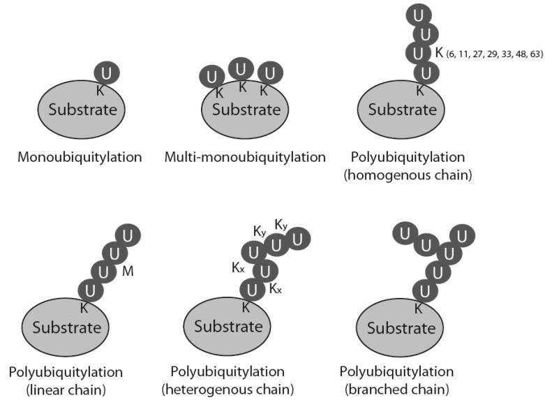 https://cdn.ncbi.nlm.nih.gov/pmc/blobs/fcdd/4584310/3e6296898e77/genes-06-00451-g001.jpg