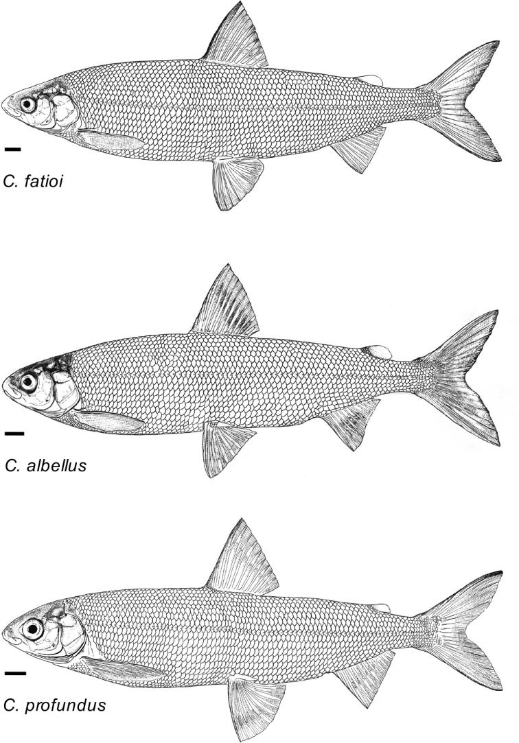 https://cdn.ncbi.nlm.nih.gov/pmc/blobs/fcdd/7669820/d6a33e2e8aa1/zookeys-989-079-g013.jpg