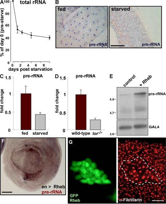 https://cdn.ncbi.nlm.nih.gov/pmc/blobs/fcde/2140016/f2e4a3f66568/jcb1791105f02.jpg