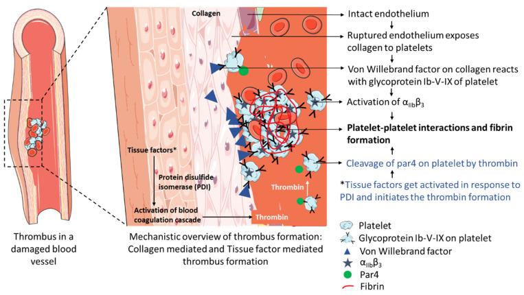 https://cdn.ncbi.nlm.nih.gov/pmc/blobs/fcdf/10141724/6ca740631615/pharmaceutics-15-01036-g004.jpg