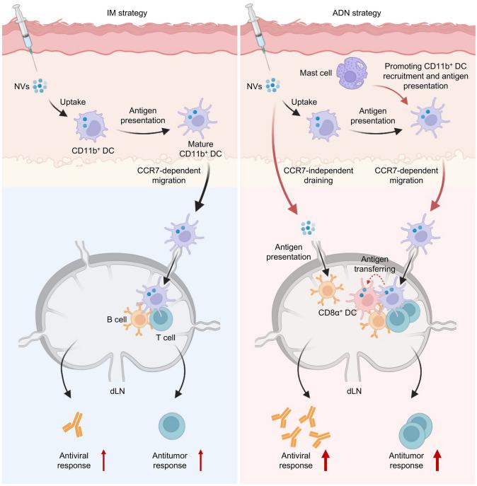 https://cdn.ncbi.nlm.nih.gov/pmc/blobs/fce3/12119423/90297ae55601/40820_2025_1789_Fig1_HTML.jpg