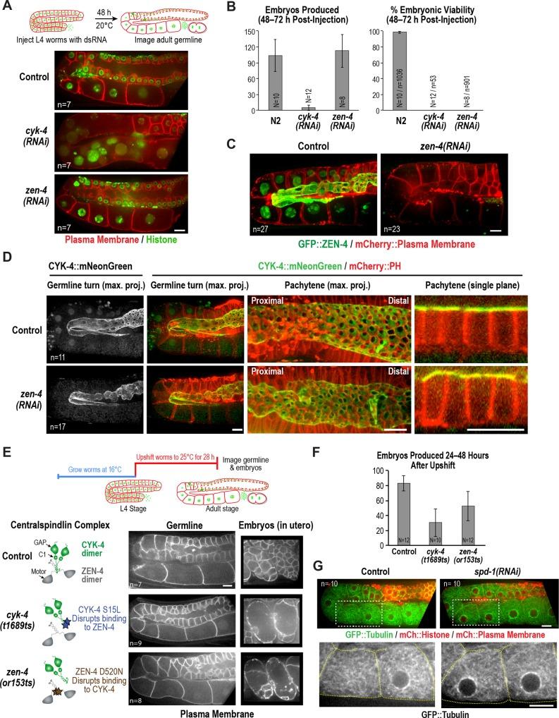 https://cdn.ncbi.nlm.nih.gov/pmc/blobs/fce8/6056237/0721bd4944f0/elife-36919-fig3.jpg