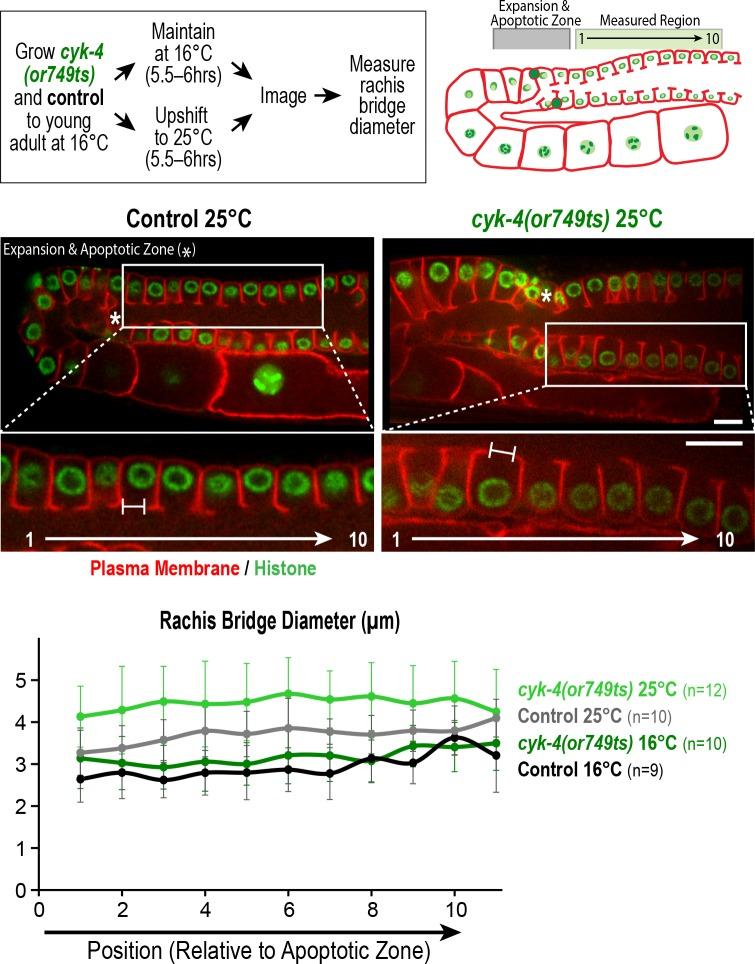 https://cdn.ncbi.nlm.nih.gov/pmc/blobs/fce8/6056237/080b67905113/elife-36919-fig4-figsupp2.jpg