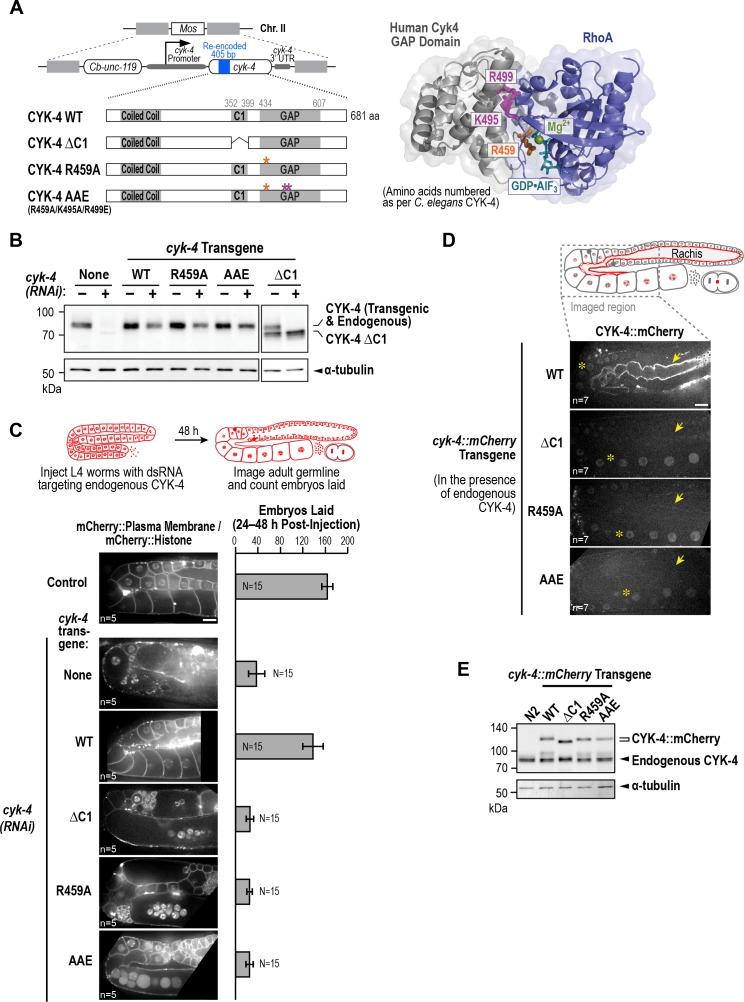 https://cdn.ncbi.nlm.nih.gov/pmc/blobs/fce8/6056237/2a8bcb3c509d/elife-36919-fig5.jpg