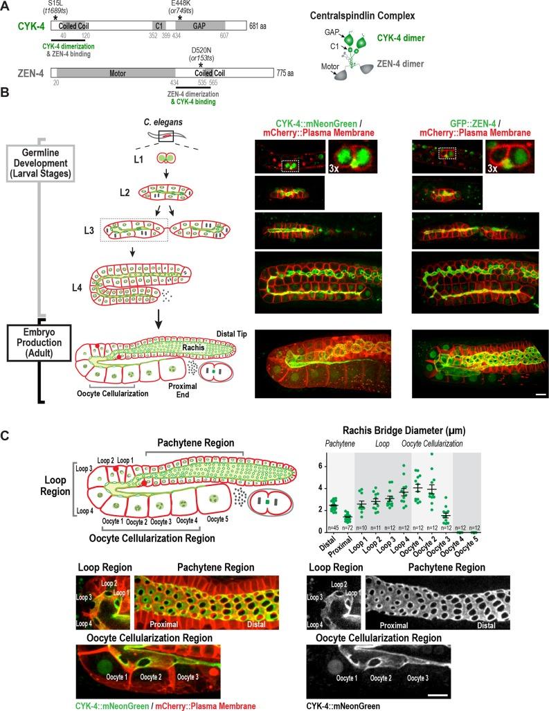 https://cdn.ncbi.nlm.nih.gov/pmc/blobs/fce8/6056237/c655ebfc4536/elife-36919-fig1.jpg