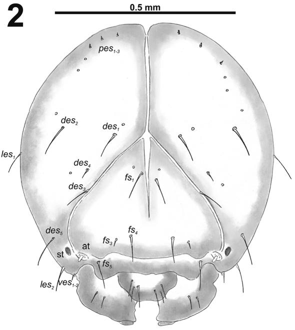 https://cdn.ncbi.nlm.nih.gov/pmc/blobs/fceb/6305772/6a3dfc84b328/zookeys-808-023-g002.jpg