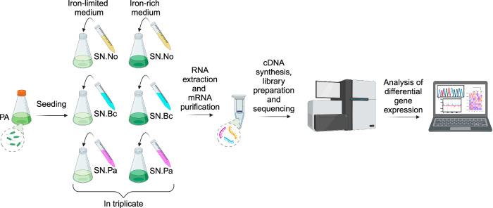 https://cdn.ncbi.nlm.nih.gov/pmc/blobs/fcf0/11324955/3372e5702d47/42003_2024_6618_Fig1_HTML.jpg