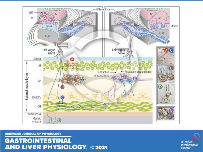 https://cdn.ncbi.nlm.nih.gov/pmc/blobs/fcf4/8616589/420e265ed7ea/gi-00214-2021r01.jpg