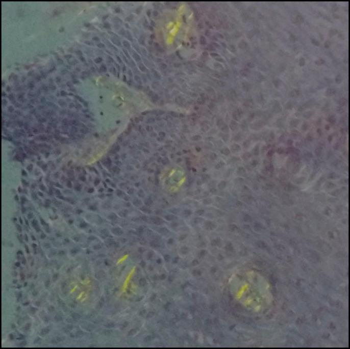 https://cdn.ncbi.nlm.nih.gov/pmc/blobs/fcf5/8483873/ba79b8086bbe/ac9-7-e00479-g005.jpg