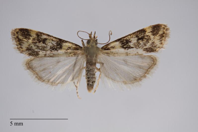 https://cdn.ncbi.nlm.nih.gov/pmc/blobs/fcf8/5919917/b444c131688f/bdj-06-e23311-g007.jpg