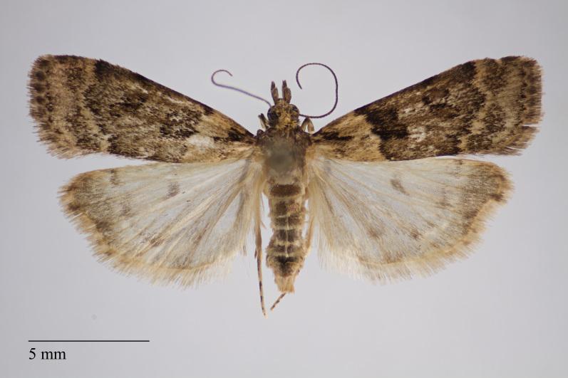 https://cdn.ncbi.nlm.nih.gov/pmc/blobs/fcf8/5919917/c494063275b5/bdj-06-e23311-g006.jpg