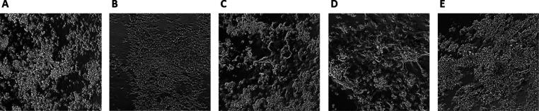 https://cdn.ncbi.nlm.nih.gov/pmc/blobs/fcf9/11261571/9cd70e5f0257/am4c04451_0006.jpg